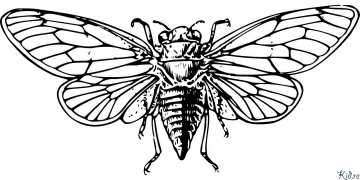 cicada ပုံနှိပ်နိုင်သော ရောင်စုံစာမျက်နှာများ